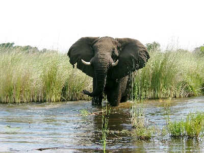 Südliches Afrika, Botswana Erlebnis Rundreise, Botswana Safari